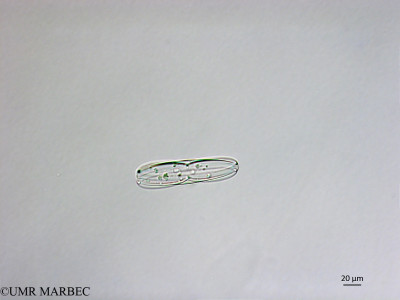 phyto/Brazilian_Nordeste/FernandodeNoronha_station1/ABRACOS1 October 2015/Plagiotropis lepidoptera (ancien Amphora sp12 -Snap-1201)(copy)_thumb.jpg